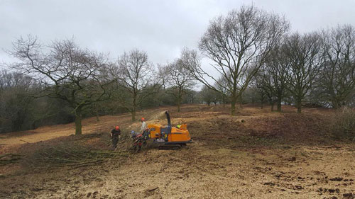 Clearing Hembury Fort of it's trees and scrub Hembury Fort HLS winter works 2015/16 by Hartwood Treeworks